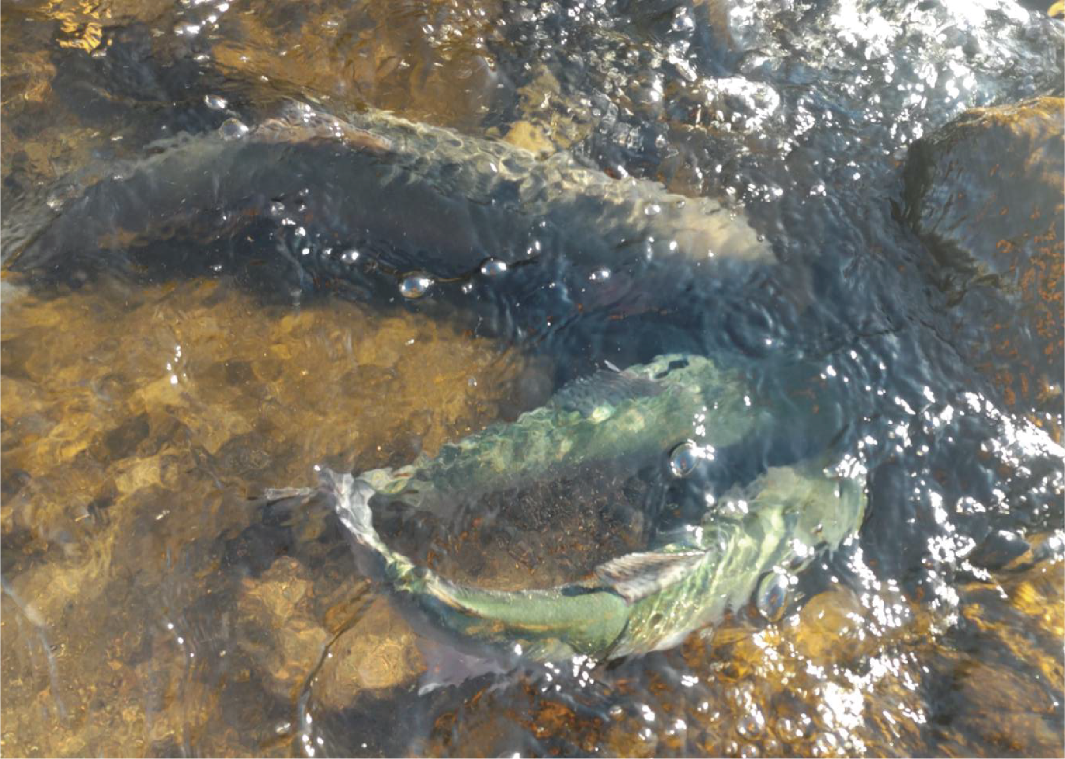 放流した元気なニジマスたち