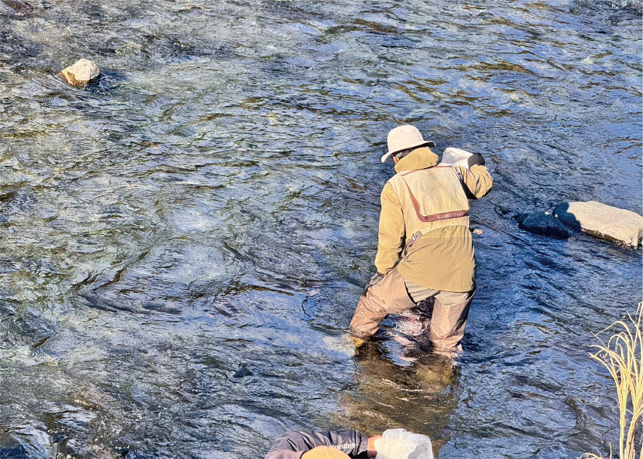 川に入って放流する漁協員