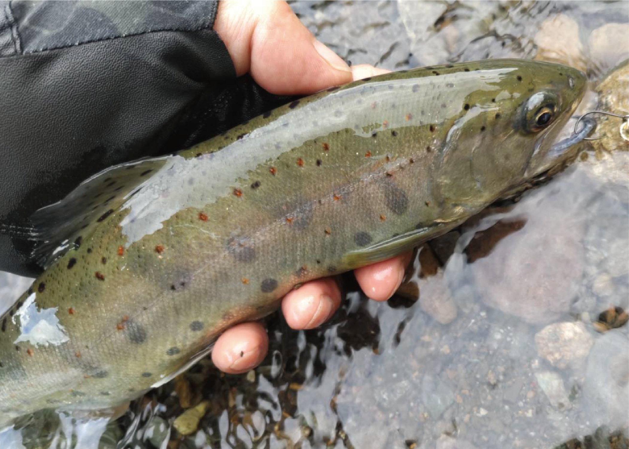 放流されたアマゴ