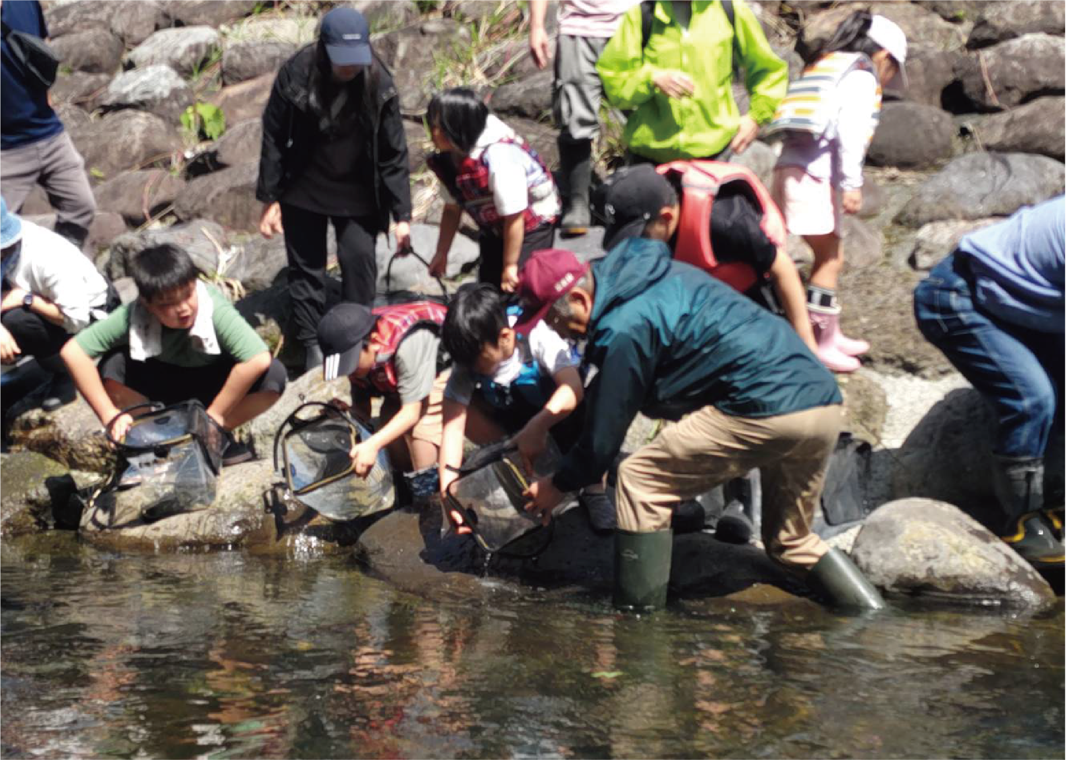 川に入って稚魚を放流する様子