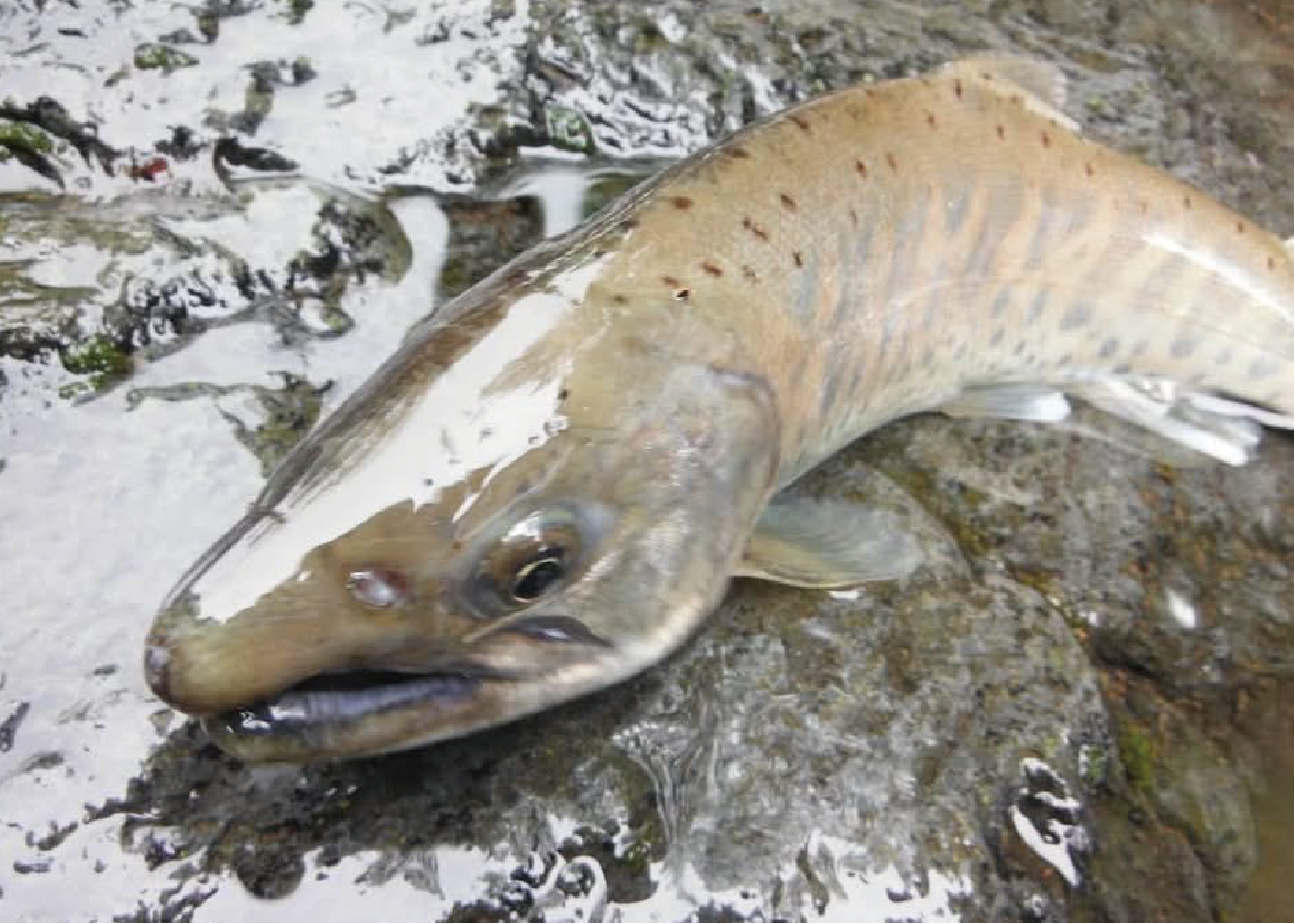 放流された大きめのアマゴ